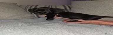 Dachshund 1