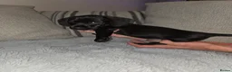Dachshund dogs for sale: Miniature dachshund  in Thatcham - Advert 7