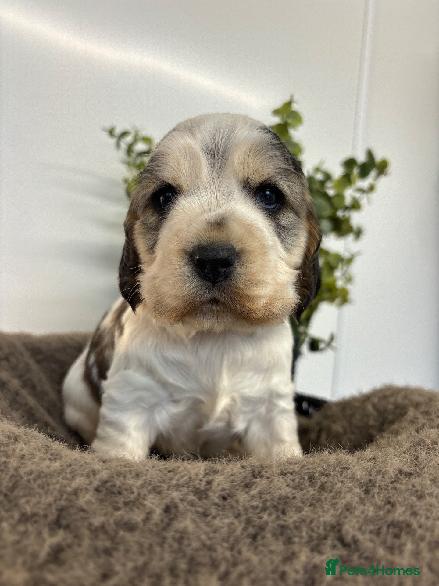 Cocker Spaniel dogs 🤎 KC show cocker spaniels 🤎 - Advert 2