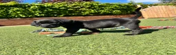 Labrador Retriever dogs for sale: Exceptional KC Reg Labrador Puppies For Sale! - Advert 6