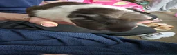 Guinea Pig rodents for sale: 3 girl guinea pigs  - Advert 6