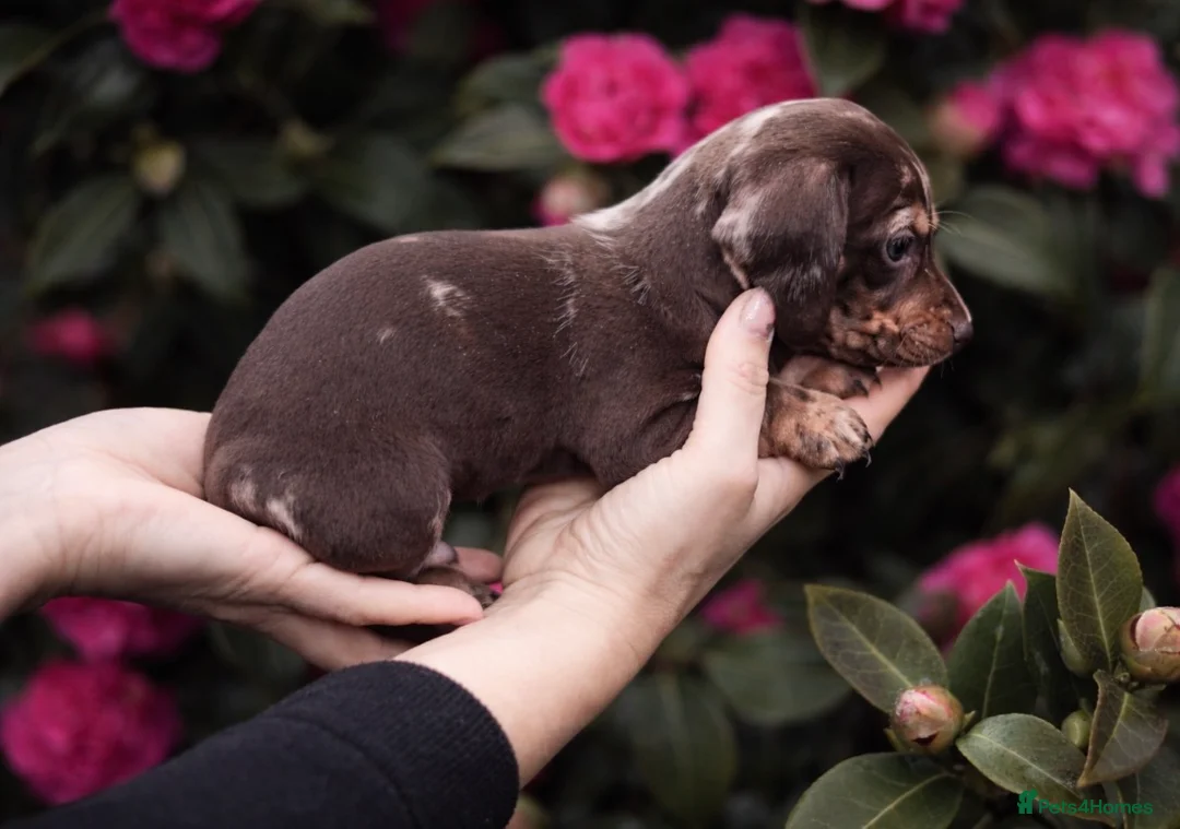 Miniature Dachshund dogs for sale: KC reg miniature dachshund only 3 boys left  - Advert 18