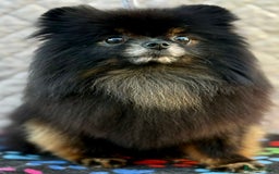 Pomeranian dogs for adoption: Gucci’s Story: A Precious Life Almost Lost - Image 4