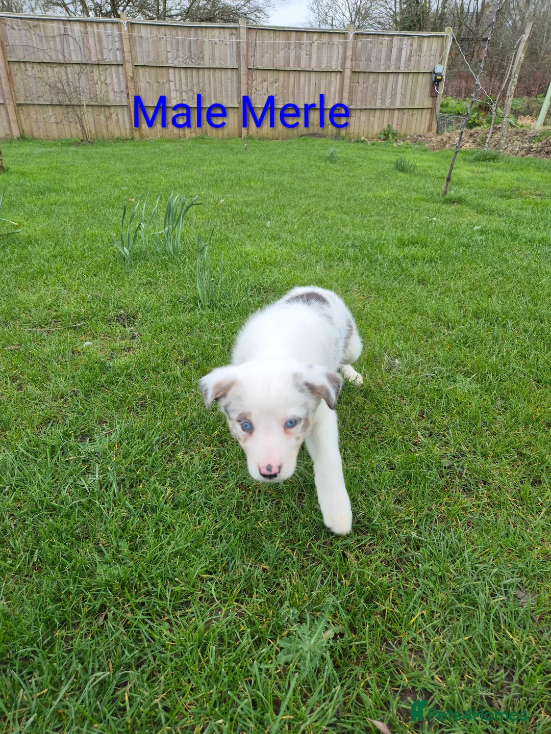 Border Collie dogs for sale: Border Collie Puppies - Advert 6