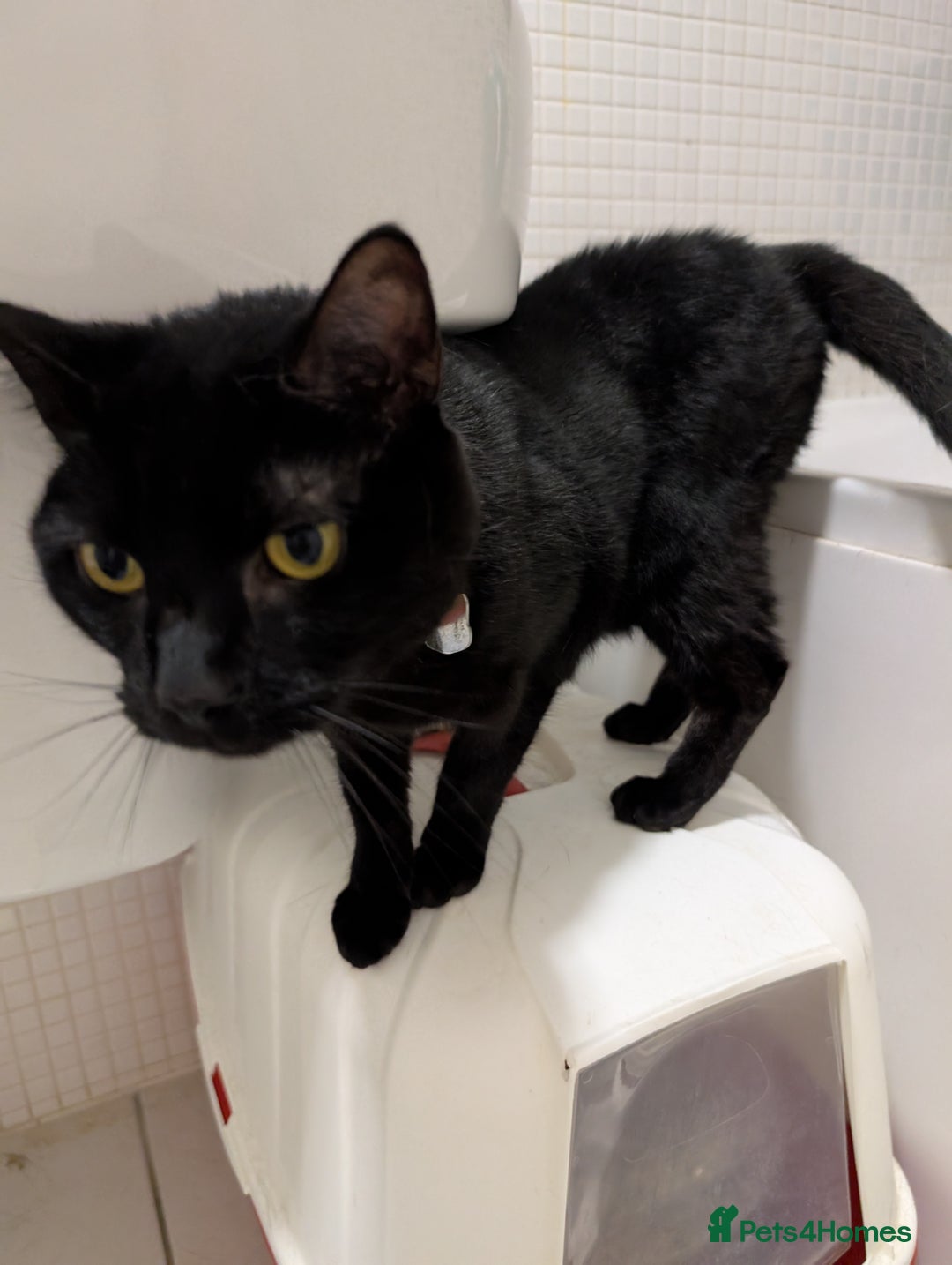 Mixed Breed cats for sale: Male cat for adoption  - Image 3