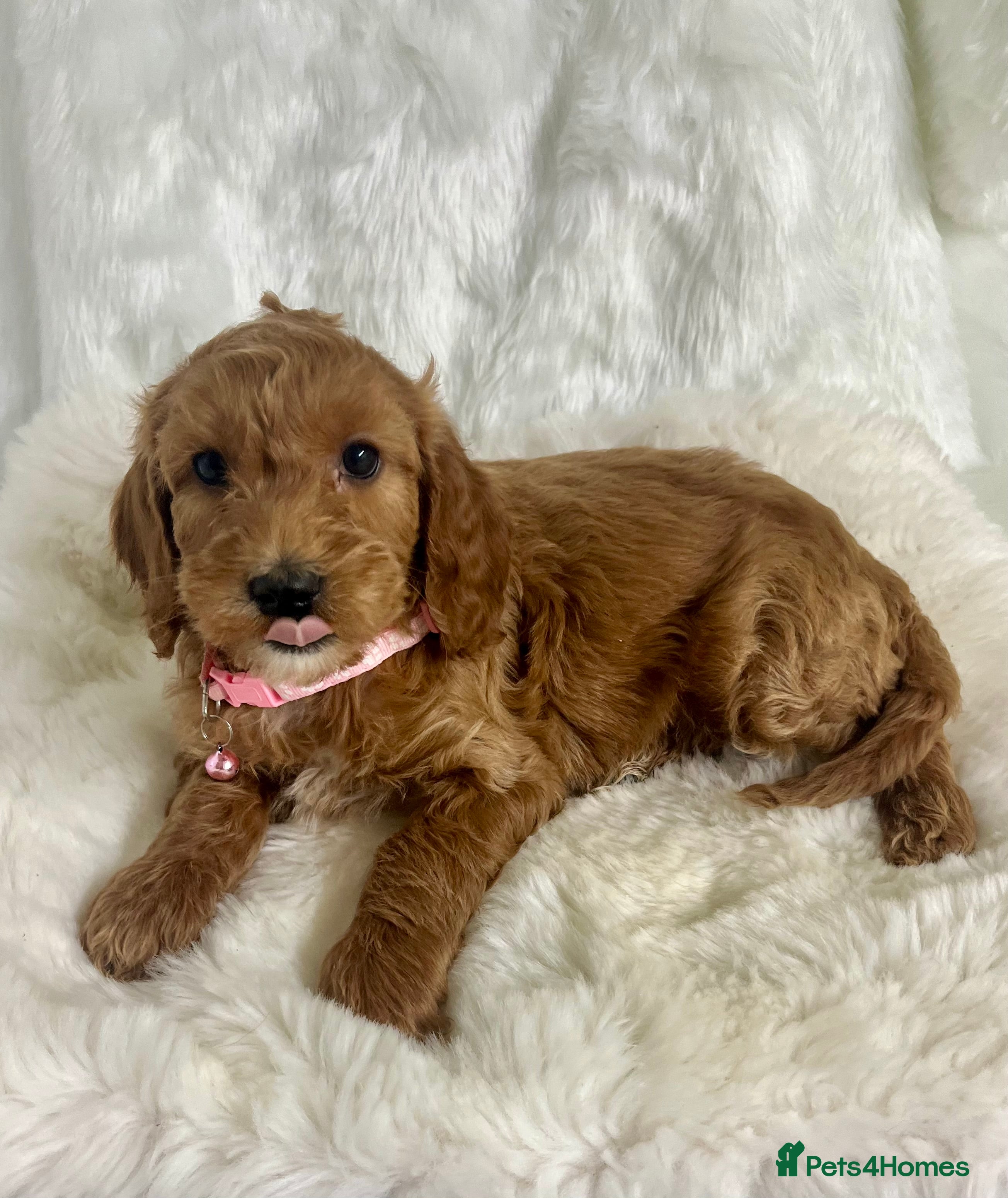 Mini Goldendoodle dogs Top Quality Miniature Goldendoodle puppies - Advert 2