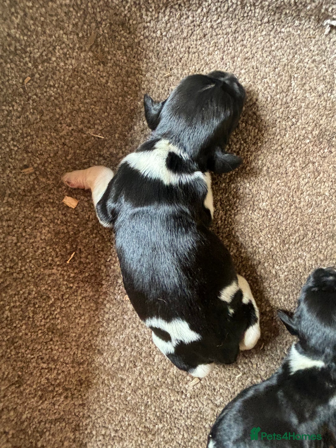 English Springer Spaniel dogs for sale: Gorgeous marked English Springer Spaniel pups  - Image 7