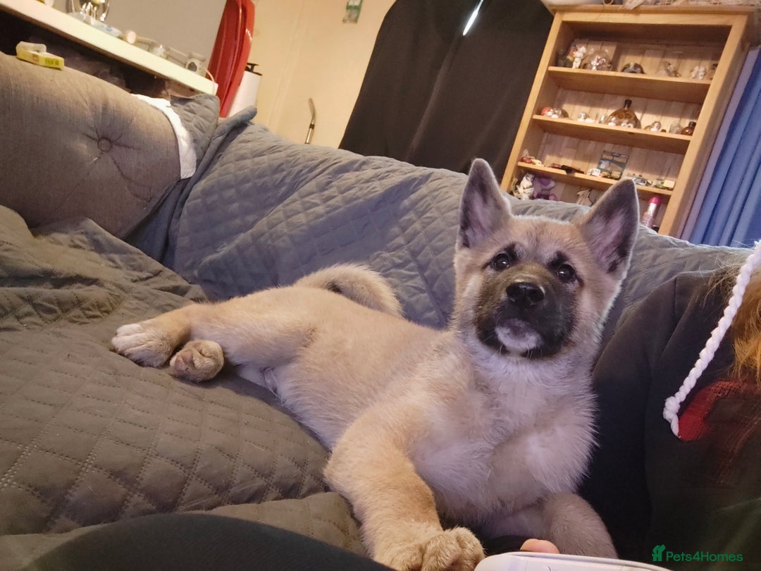 Akita dogs for sale: akita  - Advert 3