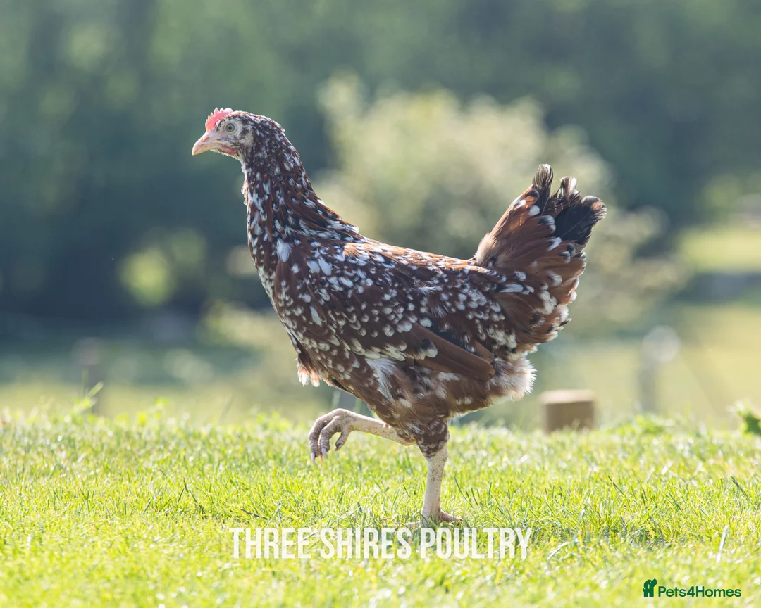 Chickens poultry for sale: Millefleur  - Advert 2