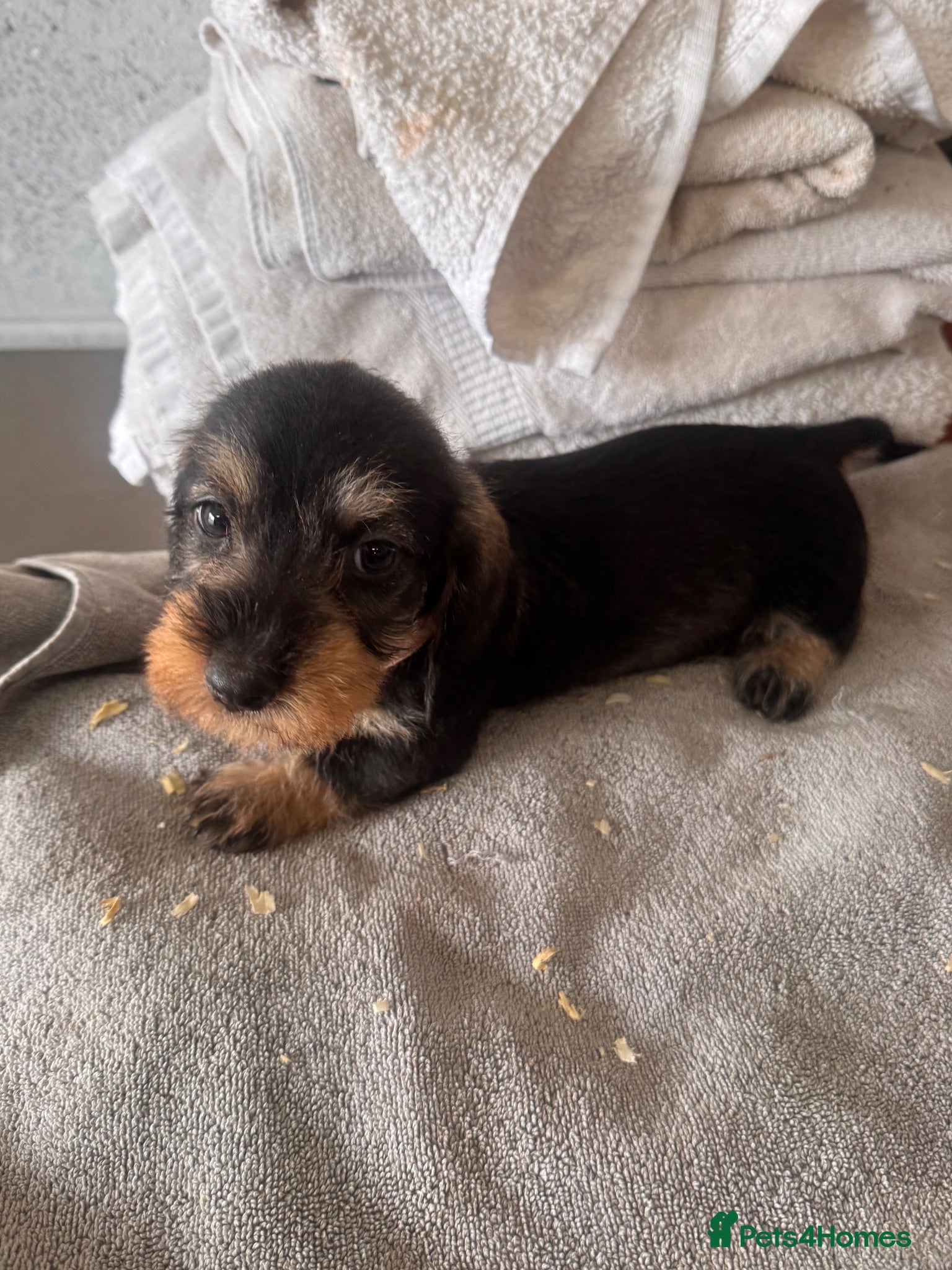 Miniature Dachshund dogs miniature dachound teckels  - Advert 1
