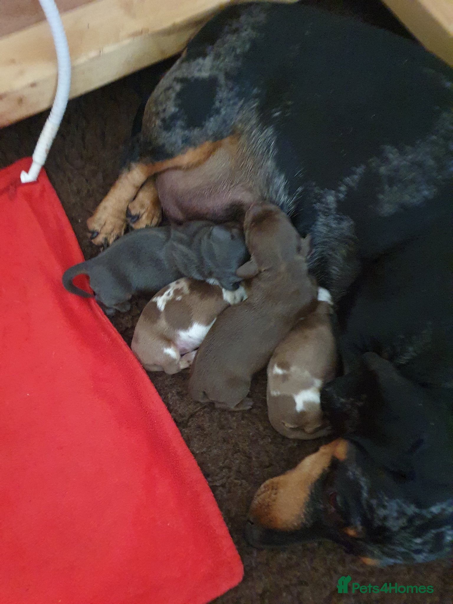 Dachshund dogs for sale: Miniature Dacshund  - Advert 4