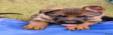 German Shepherd 1