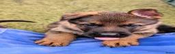 German Shepherd dogs for sale: K.C. reg GSD pups - Advert 10