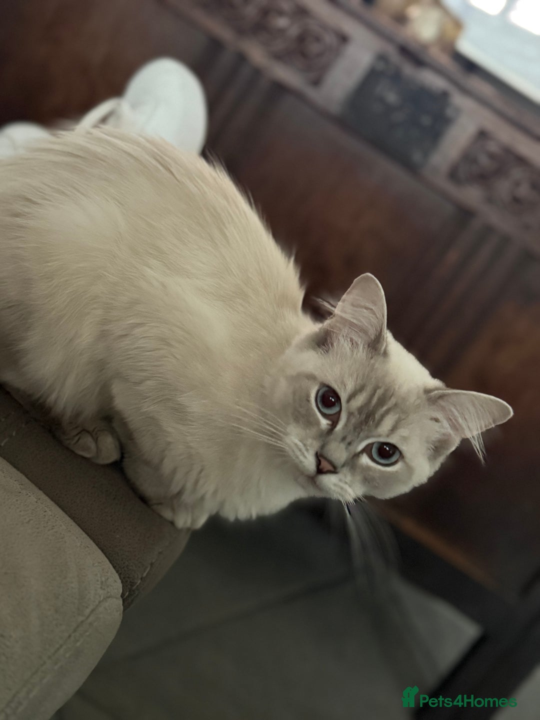 Ragdoll cats for sale: Stunning Seal Point Lynx Ragdoll For Sale. - Image 11