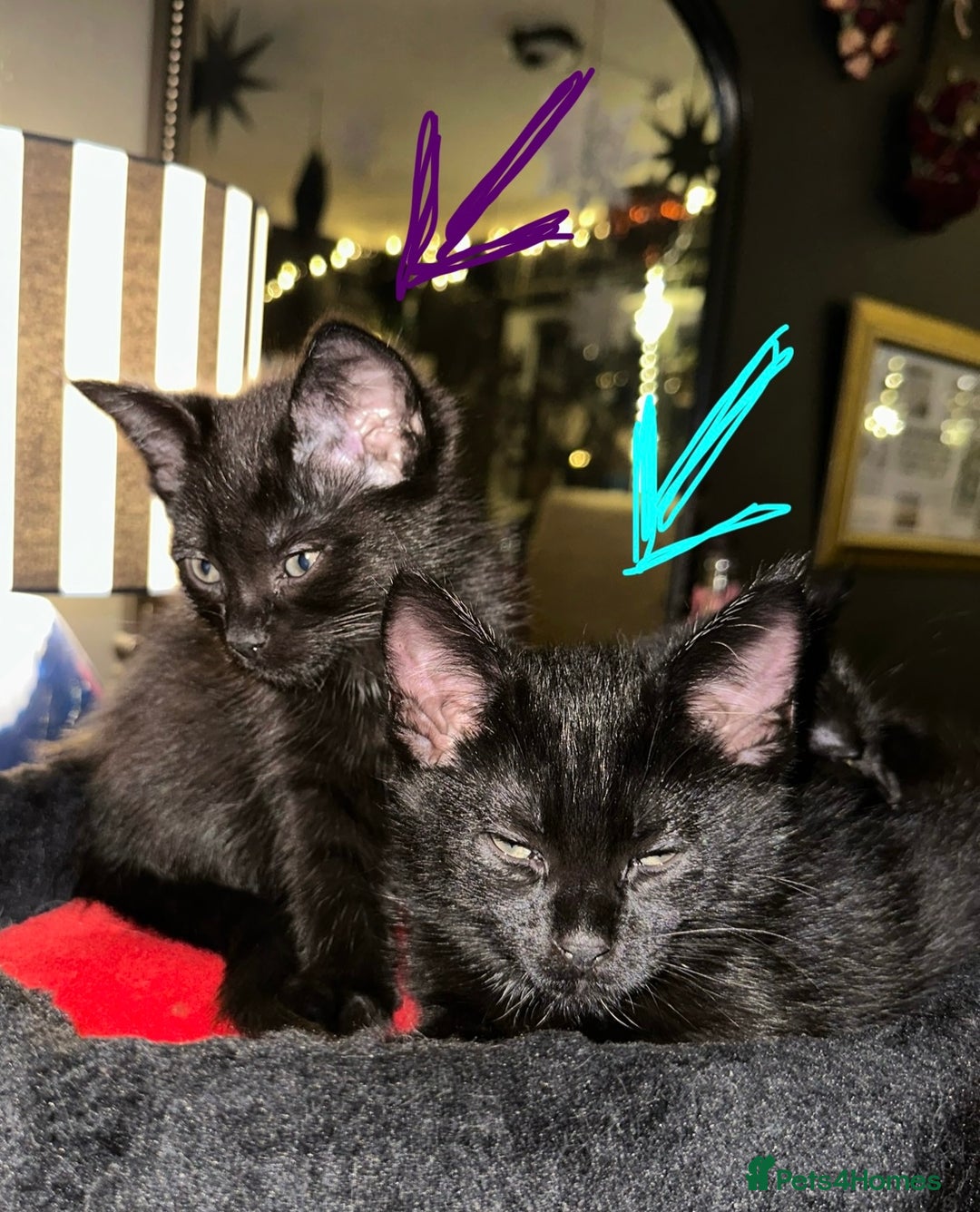 Maine Coon cats for sale: Maine Coon Kittens  - Advert 3