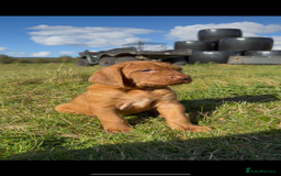 Hungarian Vizsla dogs for sale: Wirehaired Vizsla’s - Image 9