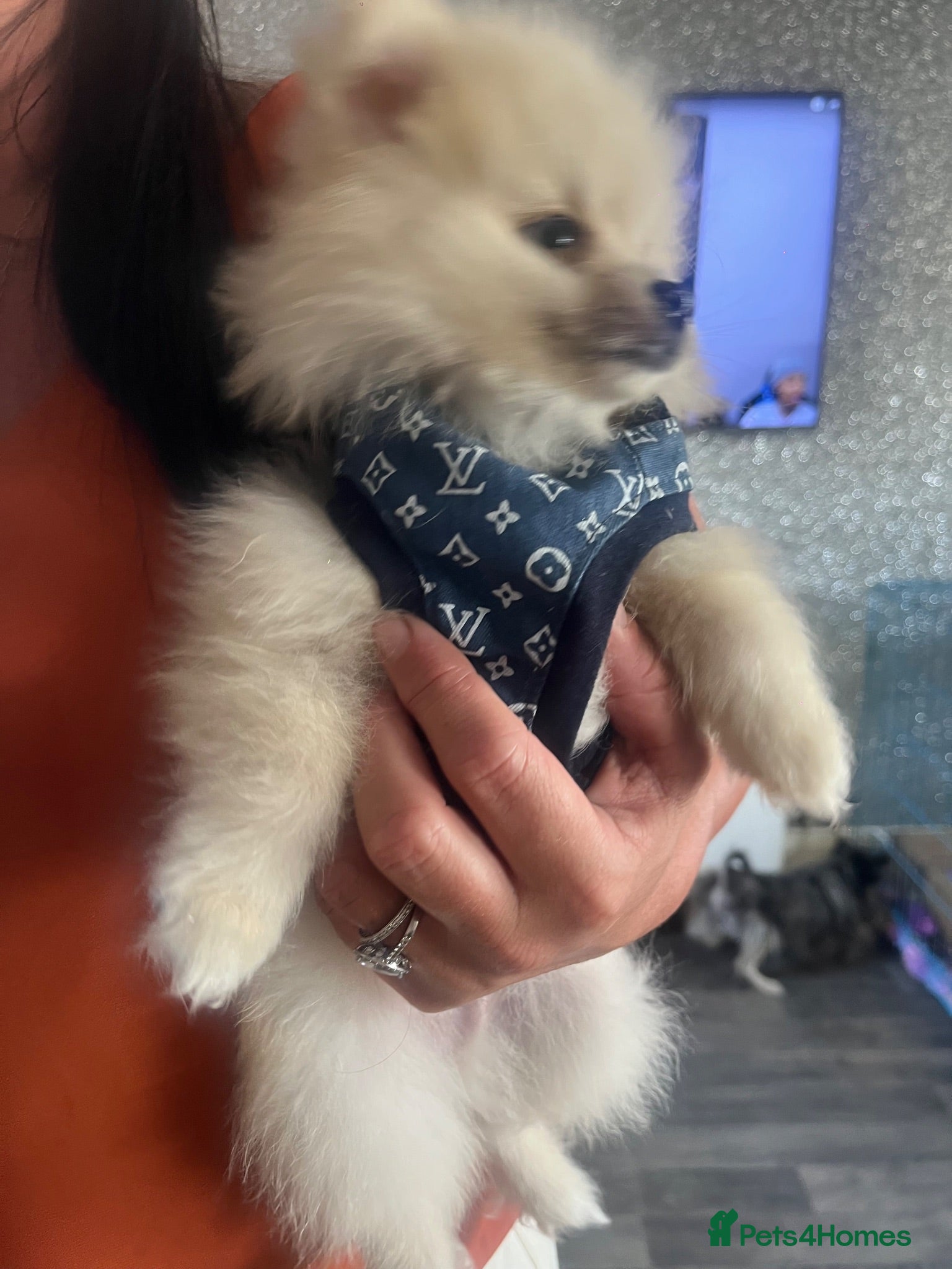 Pomeranian dogs Stunning boy  Pomeranian puppy - Advert 2