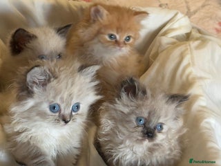 Mixed Breed cats Ragdoll X Persian kittens - Advert 8