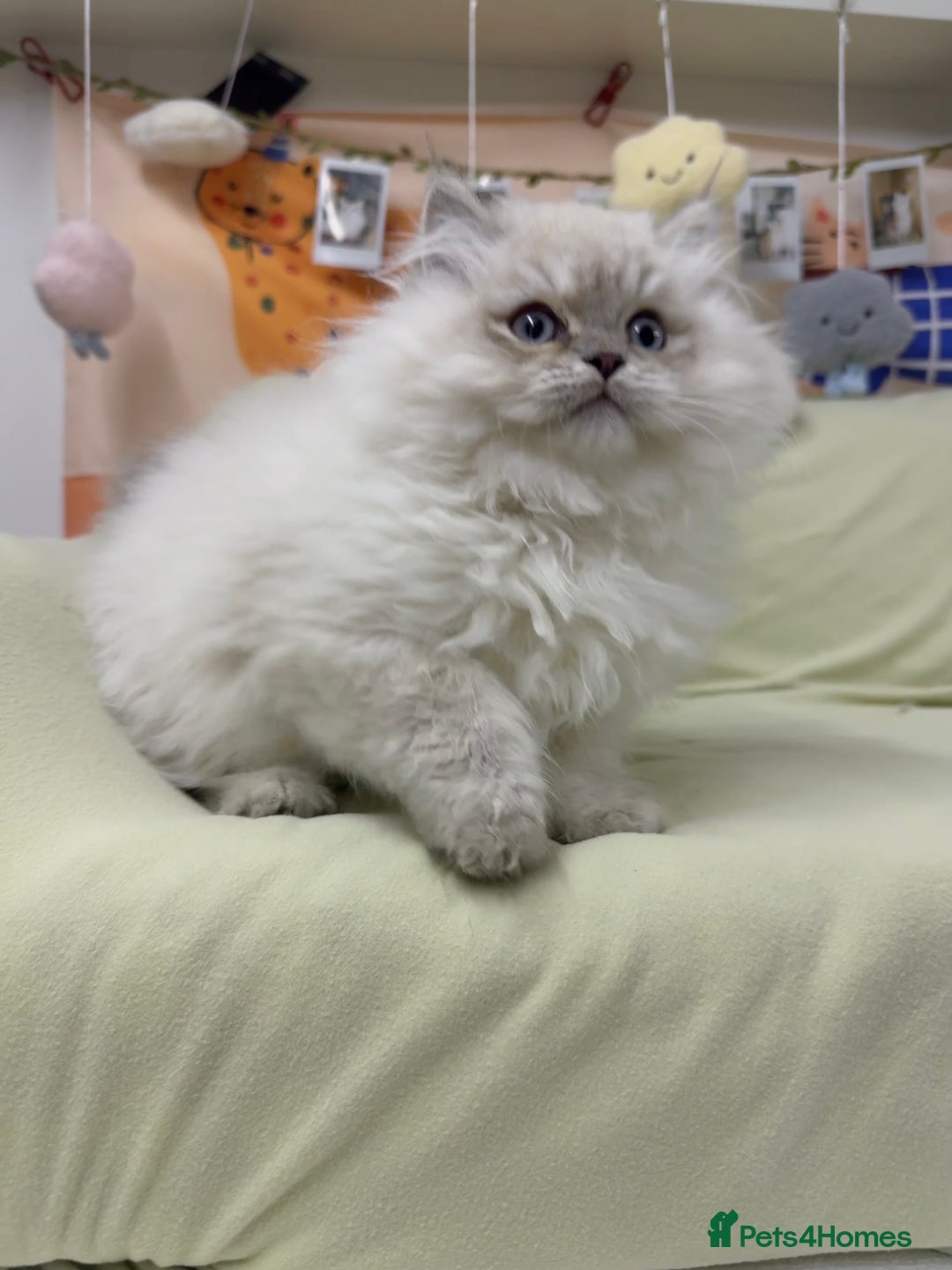 Perdoll cats for sale: Blue Bicolor Point Perdoll Boy - Advert 4