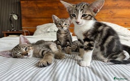Siamese cats for sale: Siamese-Tabby Mix Kittens Available from 17th Sept - Image 10