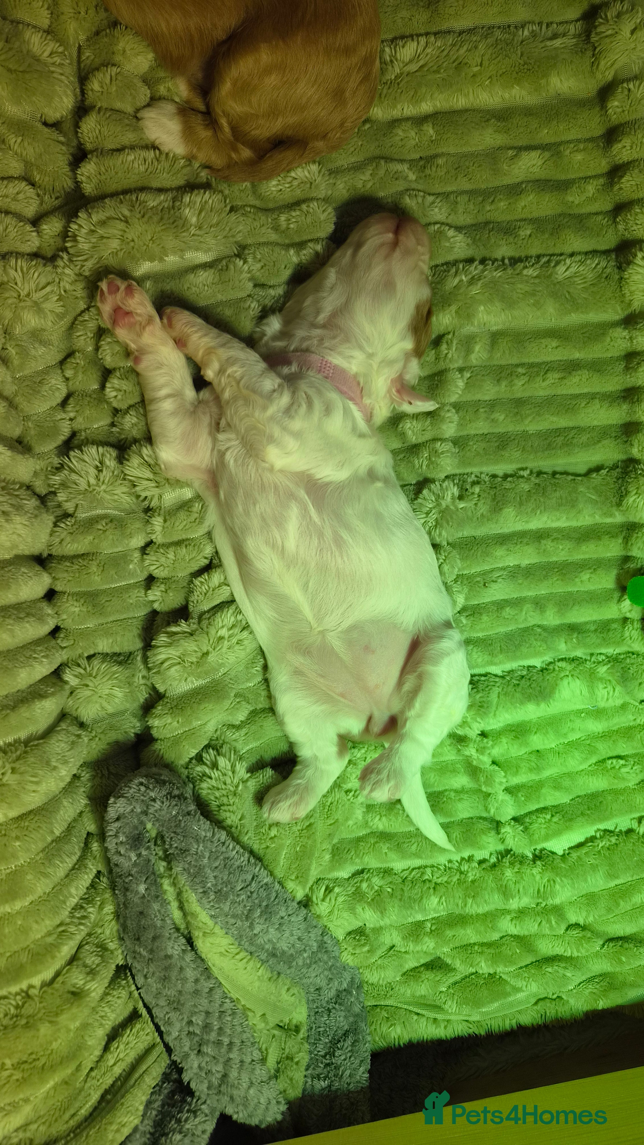 Mixed Breed dogs 4 Beautiful Cavapoo/Australian Labradoodle Puppies - Advert 2