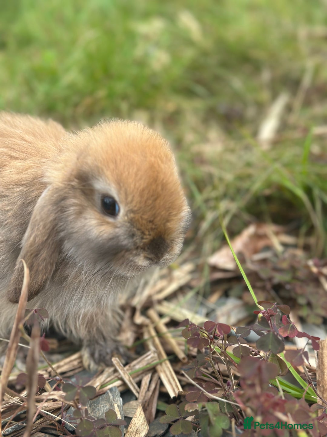Mini Lop rabbits for sale: 3 month Mini Lop Bunnies - Image 4