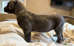 Boerboel dogs for sale: EXCEPTIONAL NABBR REGISTERED PUPPIES!  - Image 18