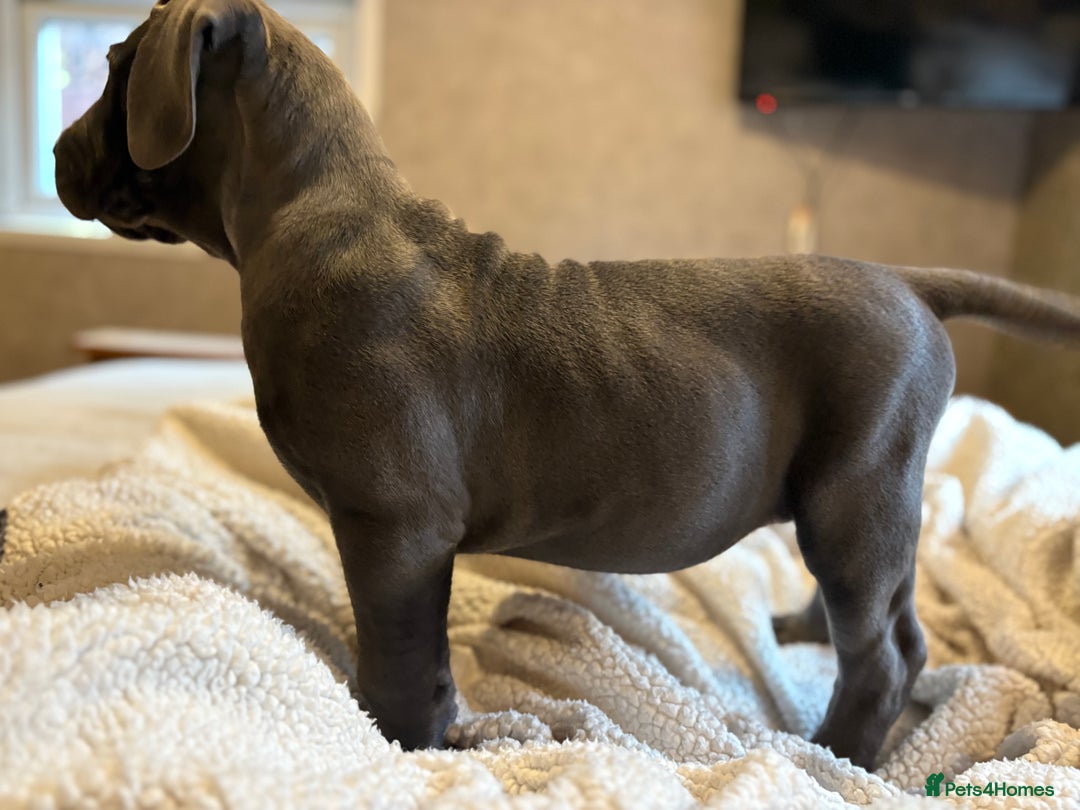 Boerboel dogs for sale: EXCEPTIONAL NABBR REGISTERED PUPPIES!  - Image 18