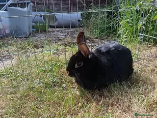 Mixed Breed rabbits Rabbit for rehome - Advert 1