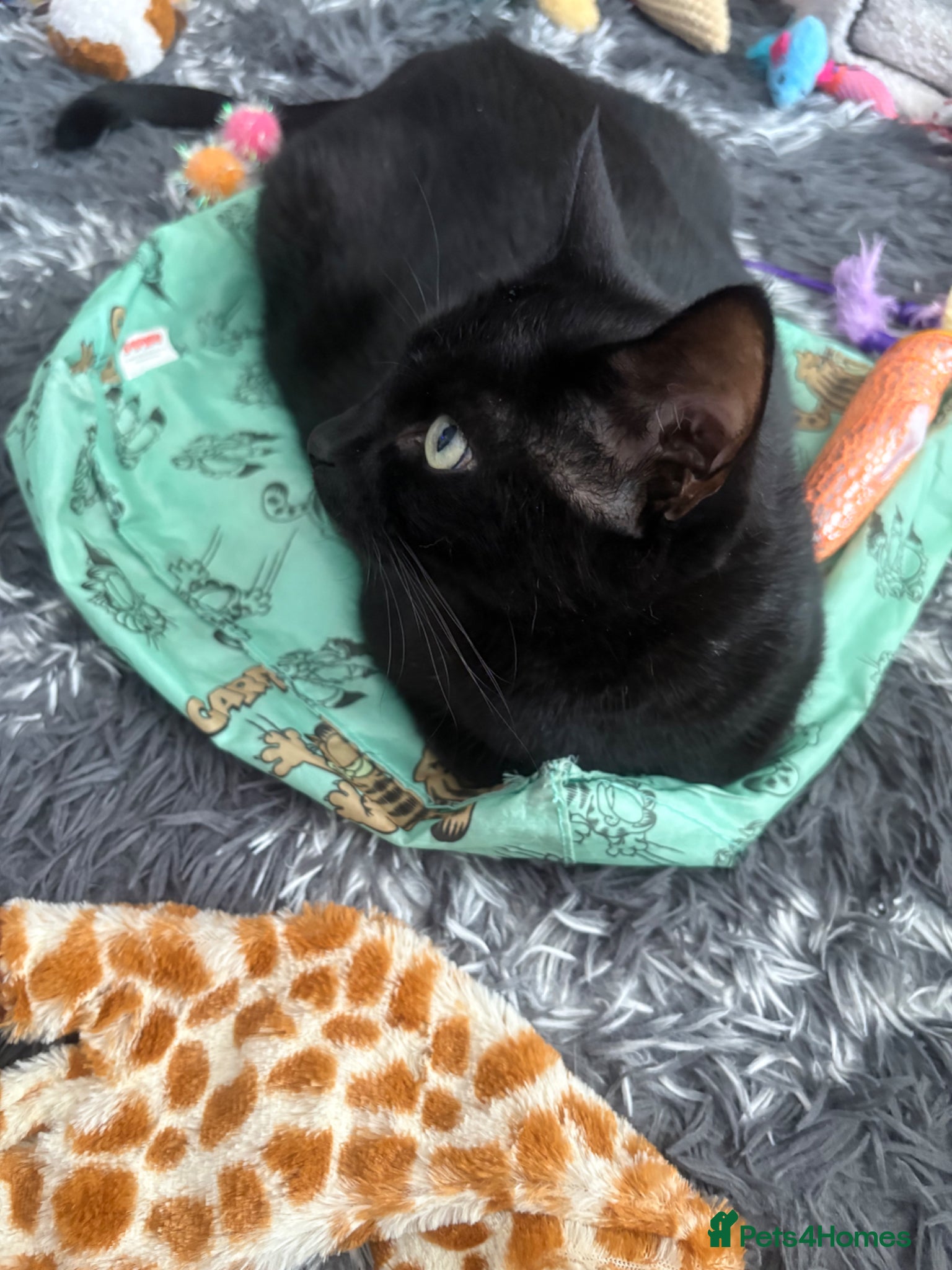 Mixed Breed cats 3 black kittens (boys) - Advert 1