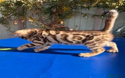 Keetso cats for sale: Stunning golden keetsos  - Image 14