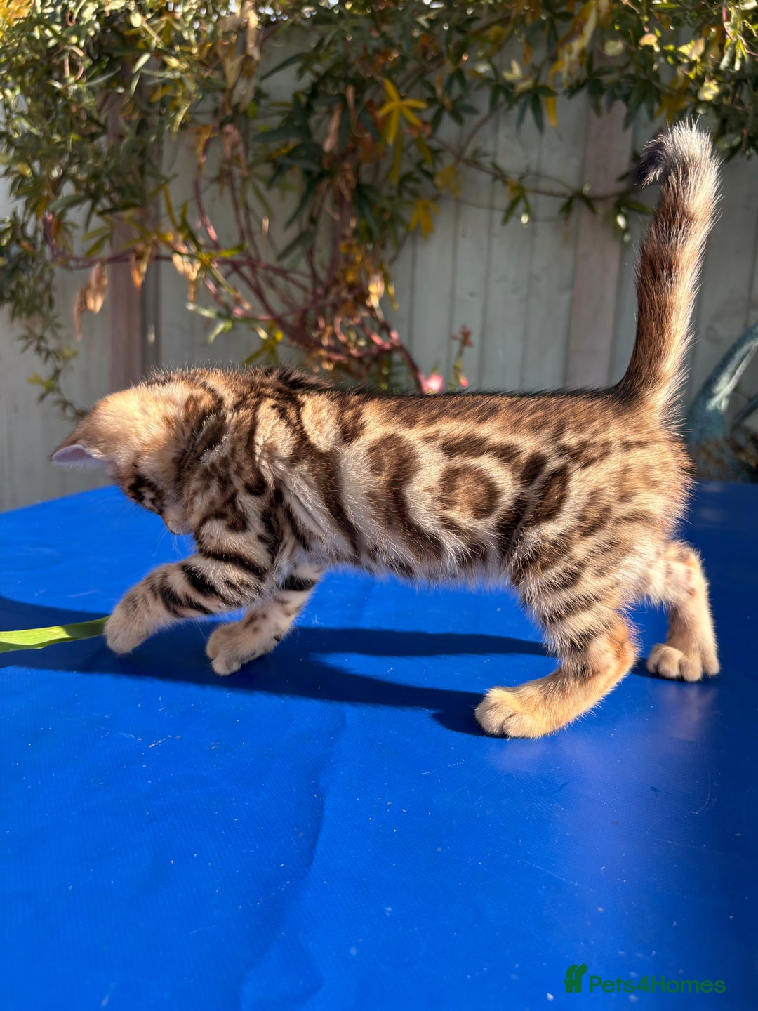 Keetso cats for sale: Stunning golden keetsos  - Image 14