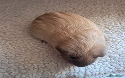 Guinea Pig rodents for sale: BEAUTIFUL PURE CALIFORNIAN BOARS  - Image 3