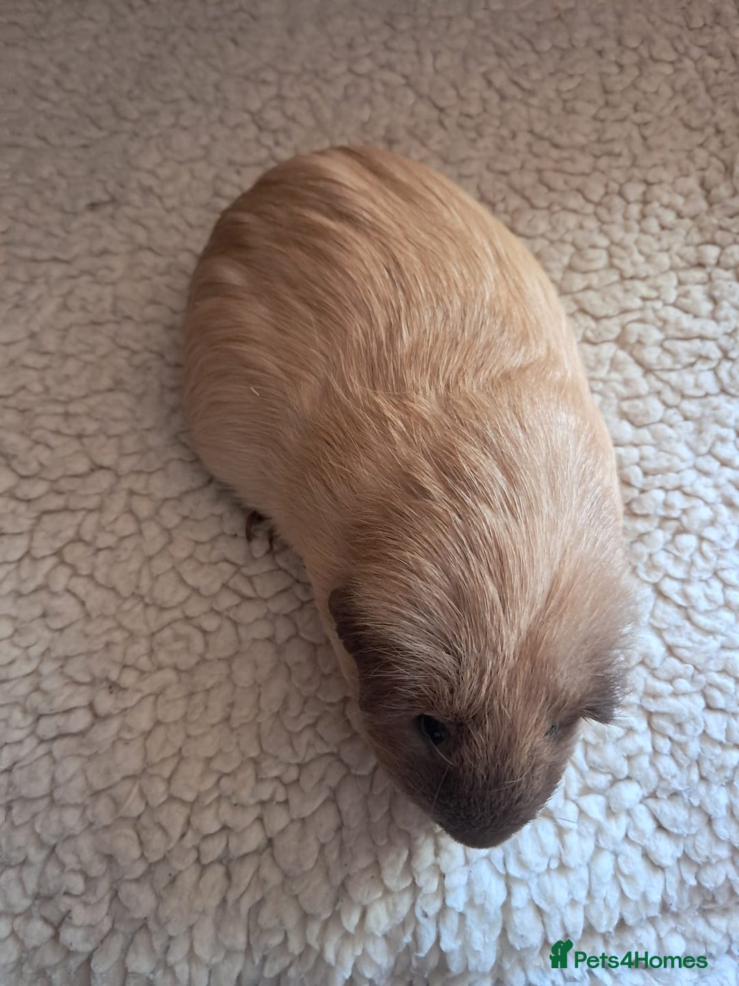Guinea Pig rodents for sale: BEAUTIFUL PURE CALIFORNIAN BOARS  - Image 3