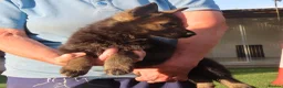 German Shepherd dogs for sale: Stunning Working Line GSD Puppies - Advert 3