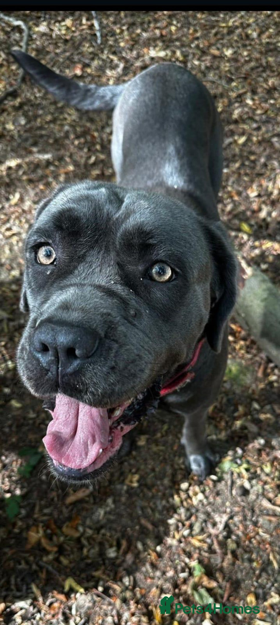 Cane Corso dogs for sale: Cane Corso Girl  - Advert 3