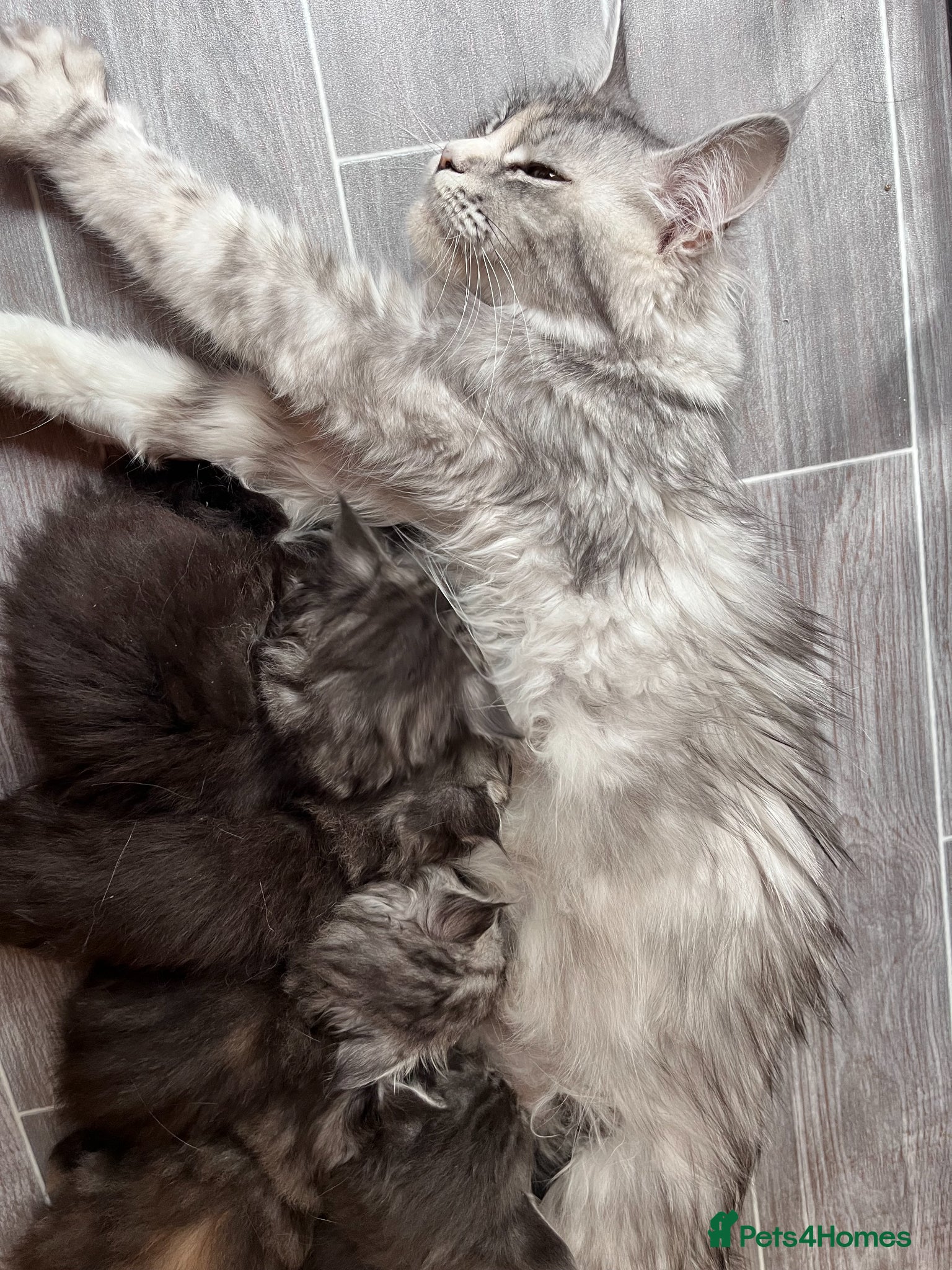 Maine Coon cats TICA registration Maine coon kittens Ready Now - Advert 2