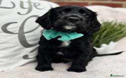 Cocker Spaniel dogs for sale: 2 beautiful cocker spaniels  - Image 12