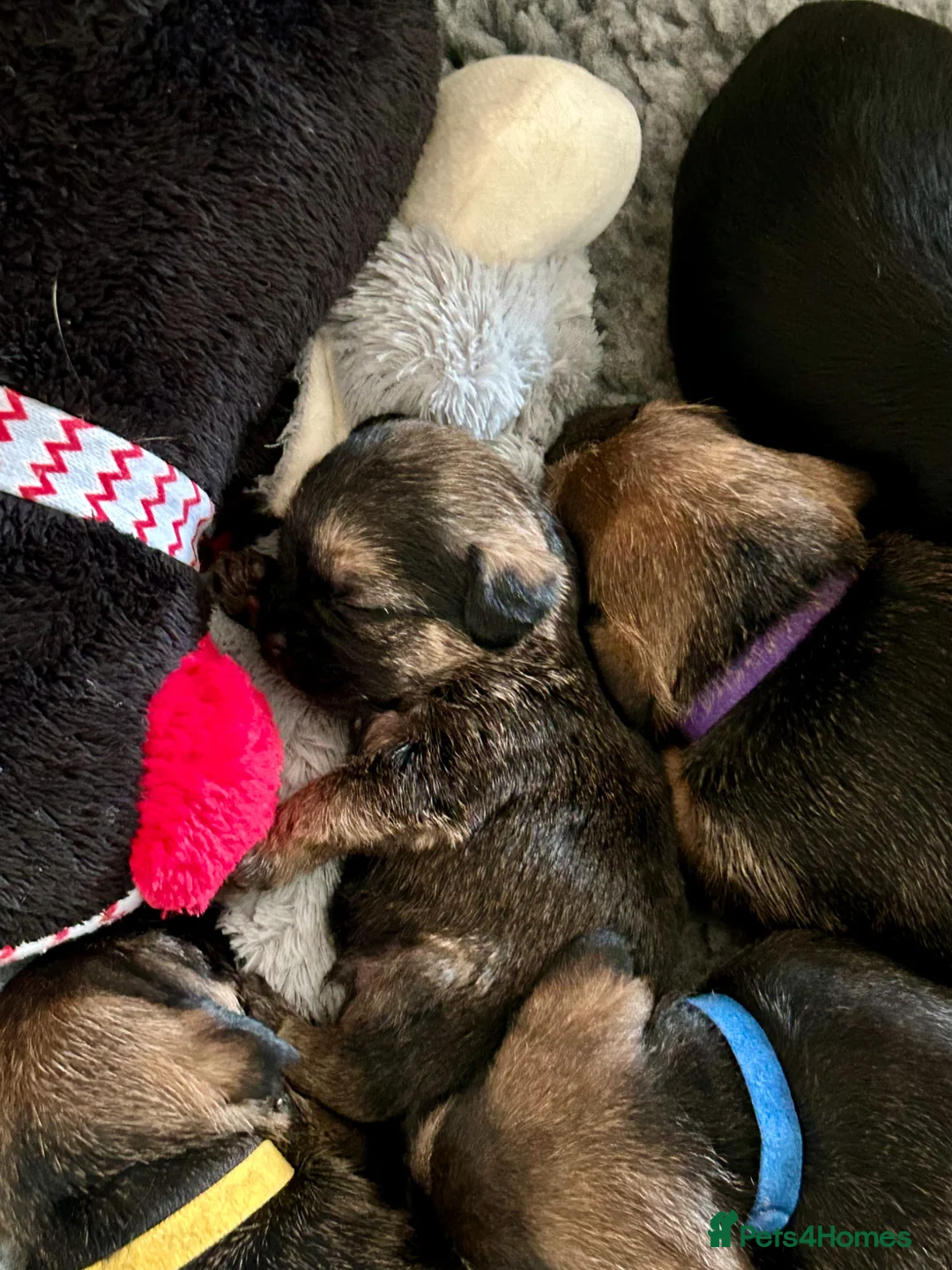 Border Terrier dogs for sale: Beautiful litter of Border terrier puppies - Advert 7