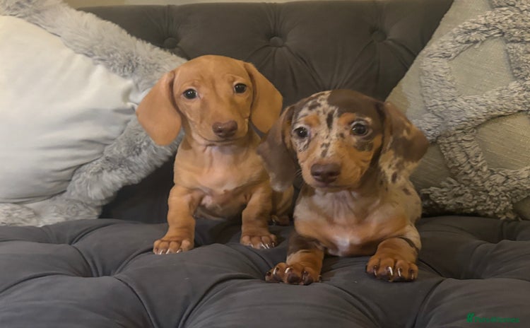 Miniature Dachshund dogs - Advert 15