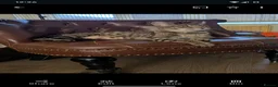 Bengal cats for sale: Bengal kittens Ready to leave now  - Advert 13