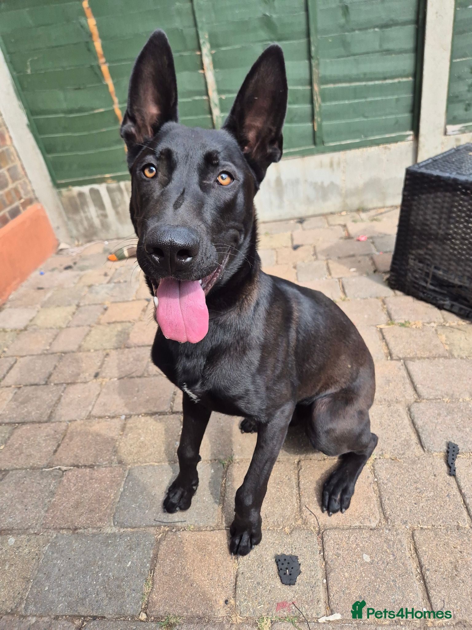 Mixed Breed dogs German/Belgian Shepherd Puppy - Advert 11