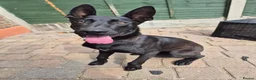 Mixed Breed dogs for sale: German/Belgian Shepherd Puppy - Advert 1