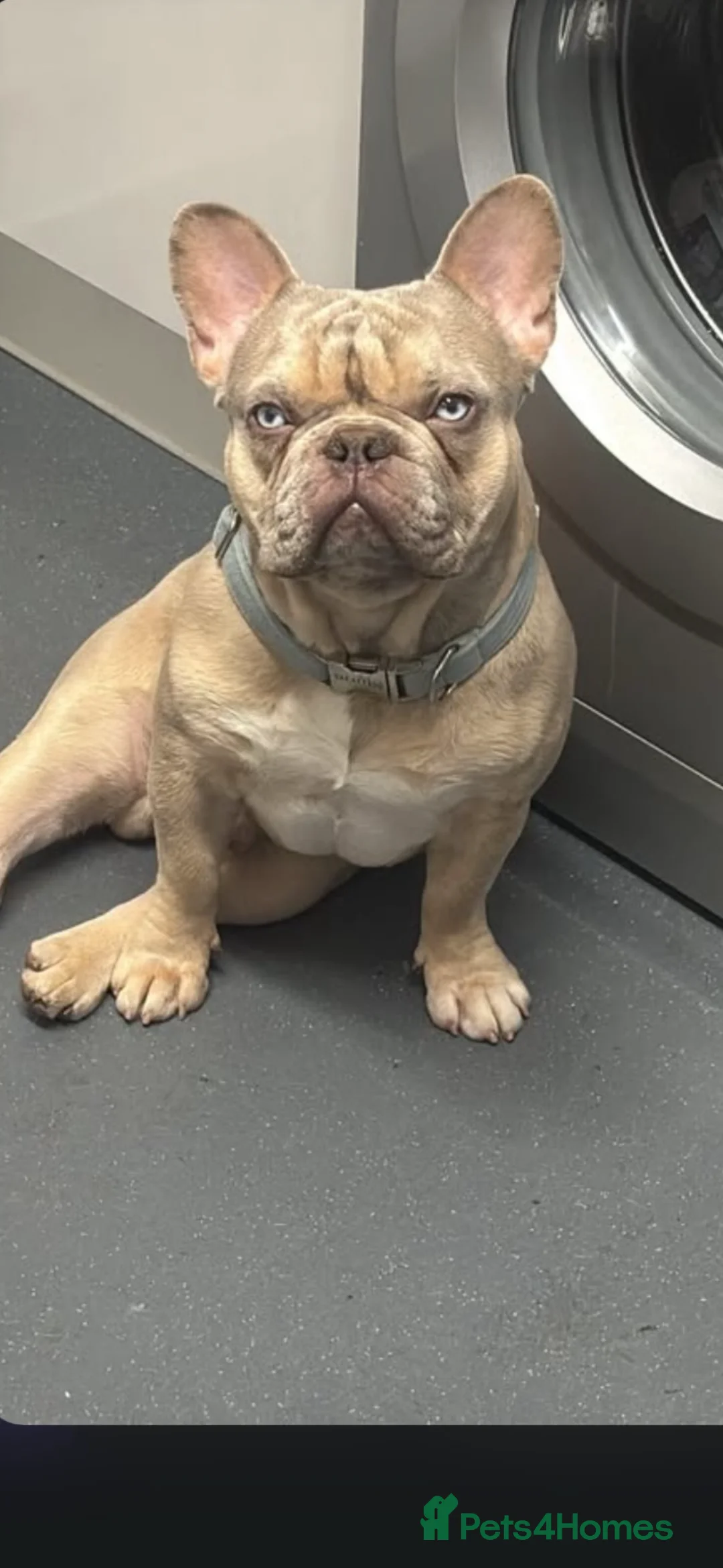 French Bulldog dogs for stud: Storm🐶French bulldog  - Advert 2