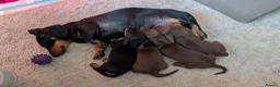 Dachshund dogs for sale: Puppies  - Advert 2