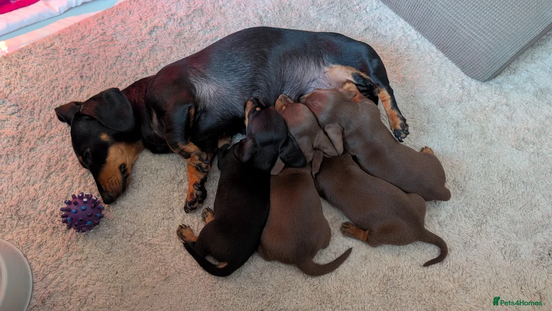 Dachshund dogs for sale: Puppies  - Advert 2