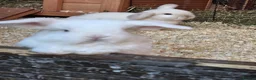 Mini Lop rabbits for sale: Baby mini lops - Advert 7