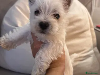 West Highland Terrier dogs West highland terrier.. Ready 18th sept, 1 LEFT. - Advert 1
