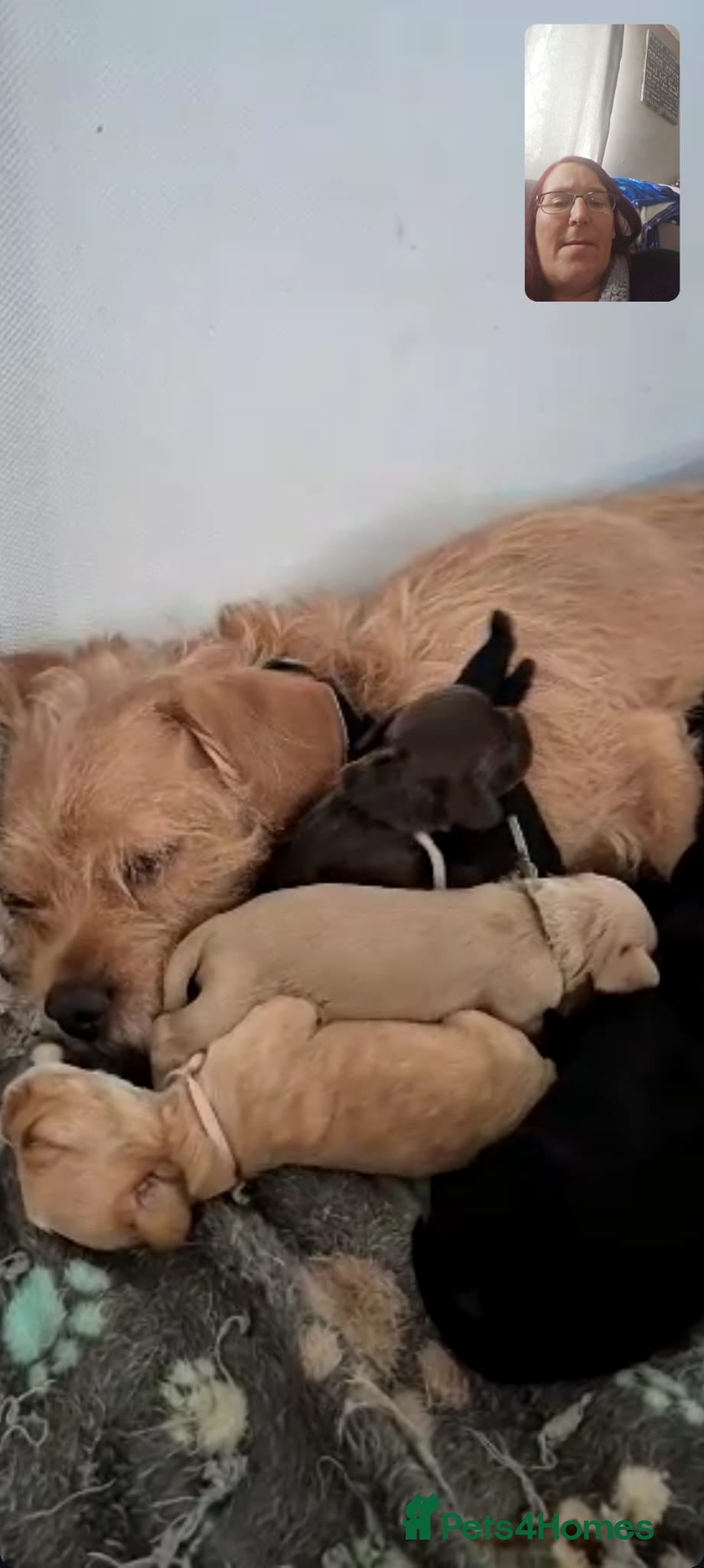 Cockapoo dogs Cockapoo puppies - Advert 3