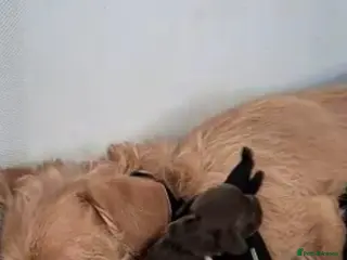 Cockapoo dogs Cockapoo puppies - Advert 1